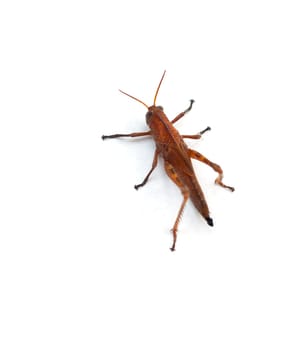 A Grasshopper on white background