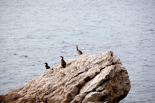 Seagulls on the rock in the sea