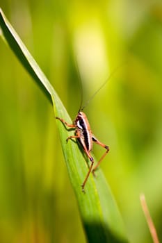 Close up of the grasshopper on leaf