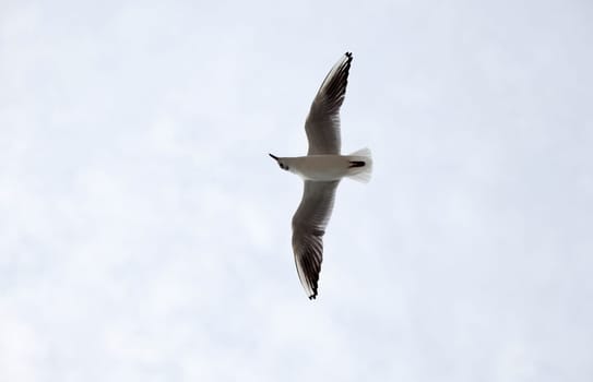 A Seagull on the sky