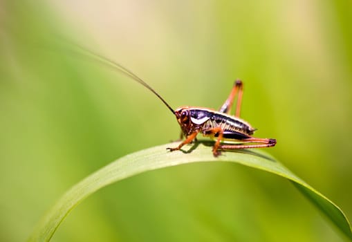 Close up of the grasshopper on leaf