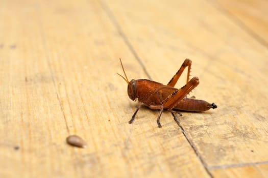A Grasshopper on wooden surface