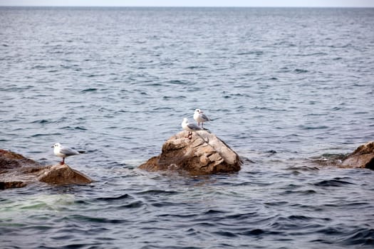 Seagulls on the rock in the sea