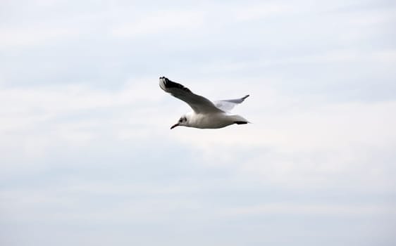 A Seagull on the sky