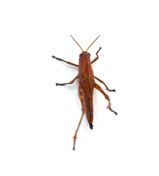 A Grasshopper on white background