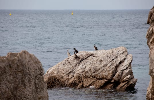 Seagulls on the rock in the sea