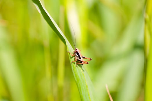 Close up of the grasshopper on leaf
