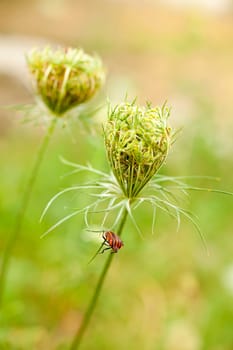 View of Beetles on countryside flower