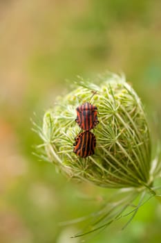View of Beetles on countryside flower