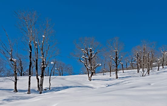 Snowy landscape