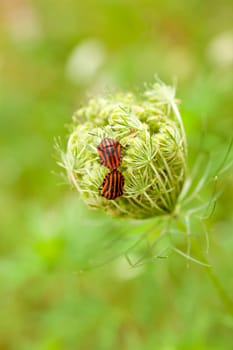 View of Beetles on countryside flower