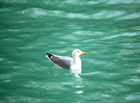 A Seagull on the sea
