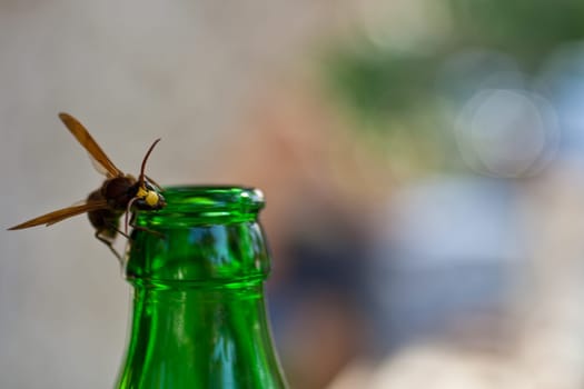 Wasp on the green bottleneck