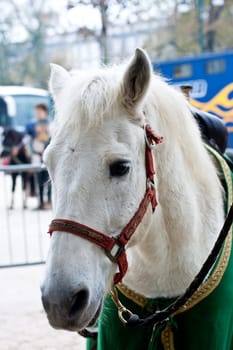 White horse with harness