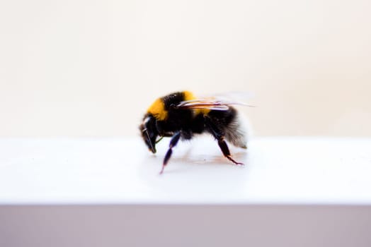 Honey bee on a window