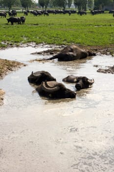 View of buffaloes in a muddy water