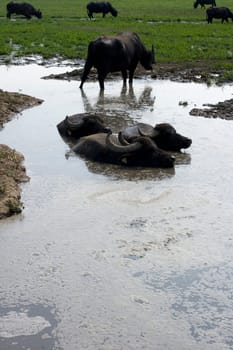 View of buffaloes in a muddy water