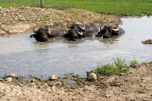 View of buffaloes in a muddy water