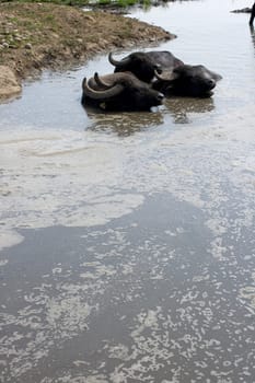 View of buffaloes in a muddy water
