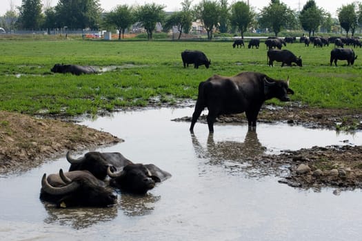 View of buffaloes in a muddy water