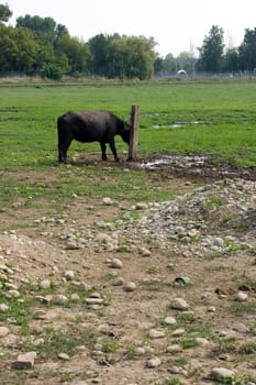 Buffalo that scratching on a wooden pole