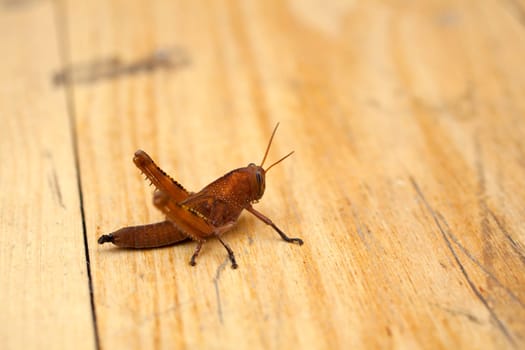 A Grasshopper on wooden surface