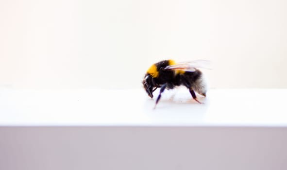 Honey bee on a window