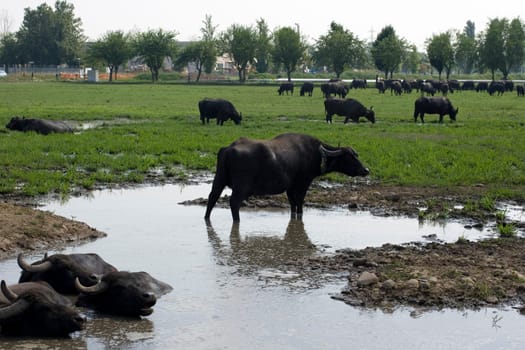 View of buffaloes in a muddy water