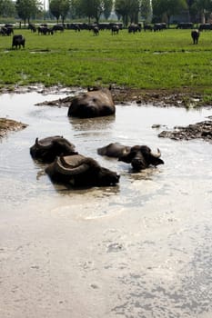 View of buffaloes in a muddy water