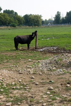 Buffalo that scratching on a wooden pole
