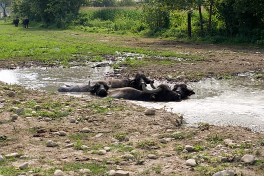 View of buffaloes in a muddy water