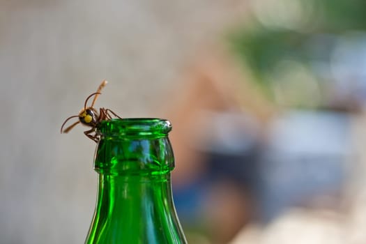 Wasp on the green bottleneck