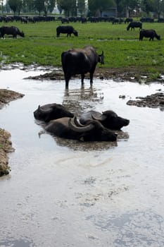 View of buffaloes in a muddy water