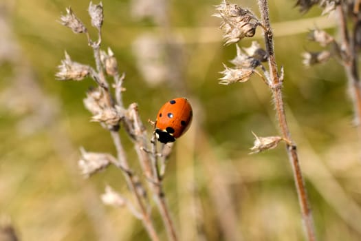 Ladybug on the dried leaf
