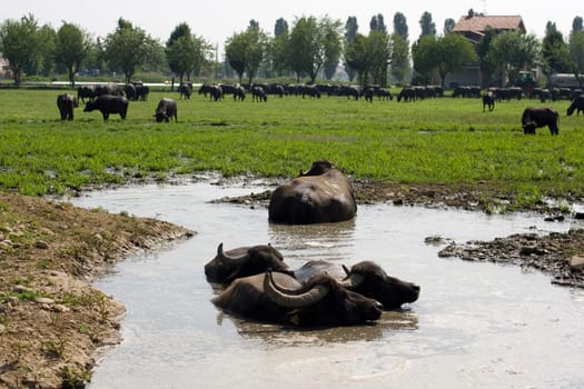 View of buffaloes in a muddy water
