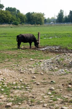 Buffalo that scratching on a wooden pole