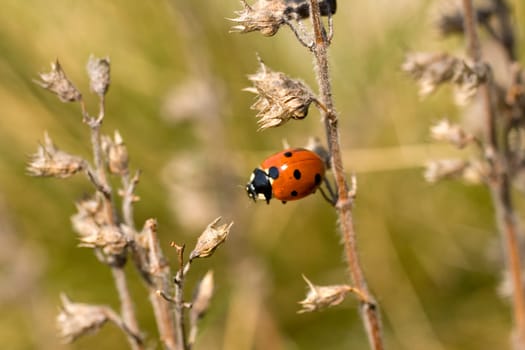 Ladybug on the dried leaf