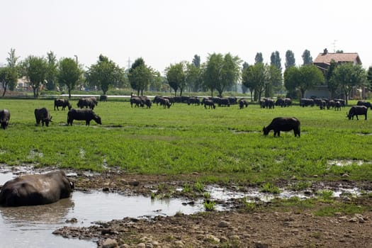 View of buffaloes in a muddy water