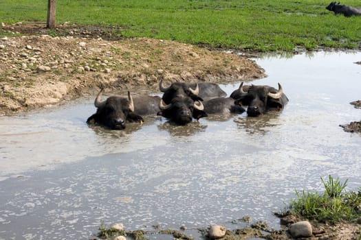 View of buffaloes in a muddy water