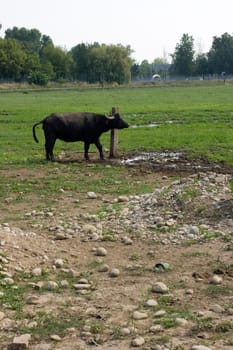 Buffalo that scratching on a wooden pole