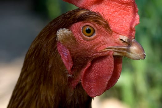 Close up of Head hen