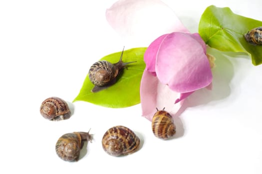 Snails on pink flower on white