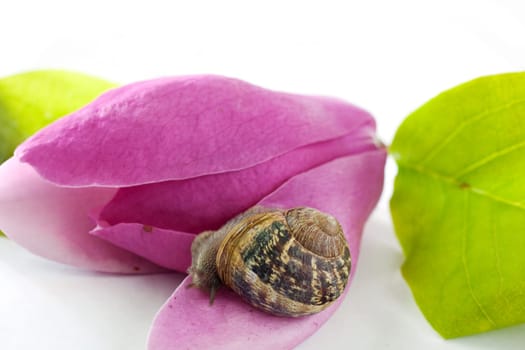 Snails on pink flower on white