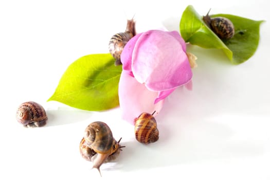 Snails on pink flower on white