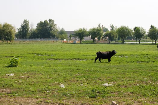 Buffalo grazing on a green field