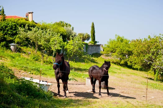 Horse grazing in the mountains