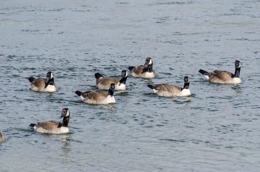 ducks on the Yellowstone River in Yellowstone National Park in Wyoming