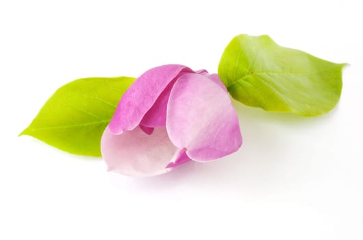 Pink flower isolated on white background