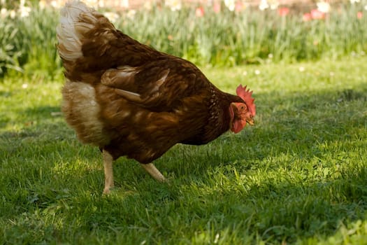 An Hen on the grass