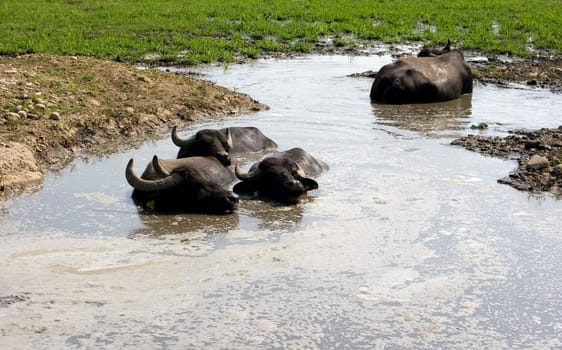View of buffaloes in a muddy water